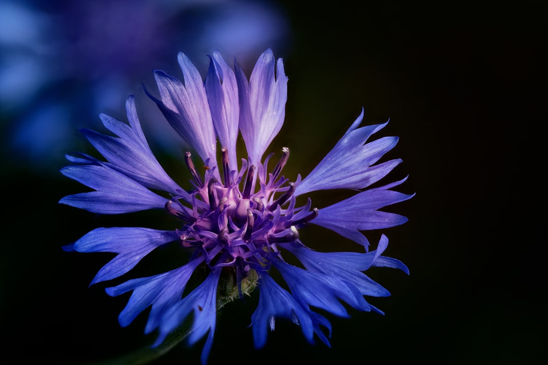Photo cornflower color